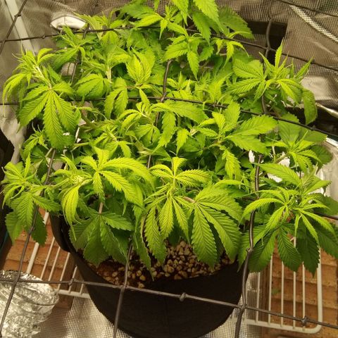 Kripple Roulette growlog timeline photo