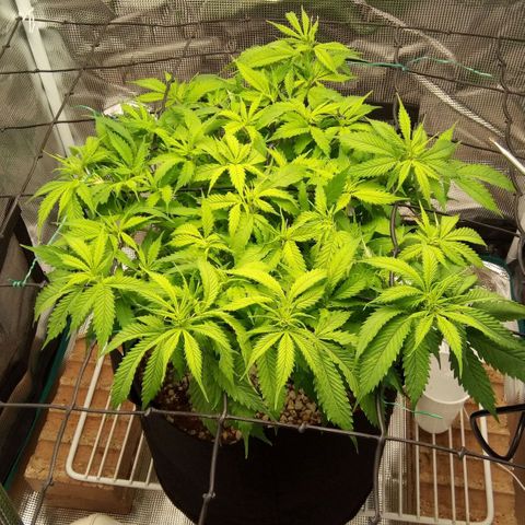 Kripple Roulette growlog timeline photo