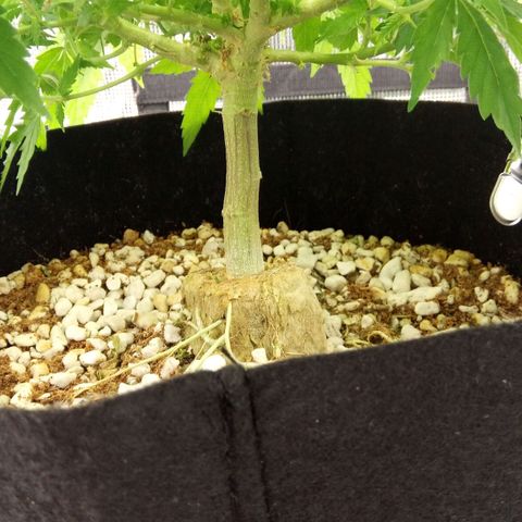 Kripple Roulette growlog timeline photo