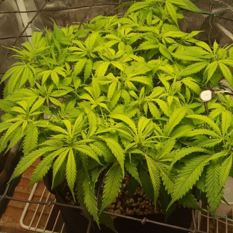 Kripple Roulette growlog timeline photo