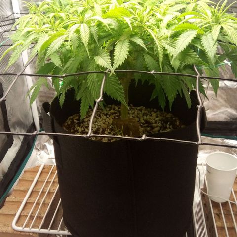 Kripple Roulette growlog timeline photo
