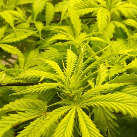 Kripple Roulette growlog timeline photo
