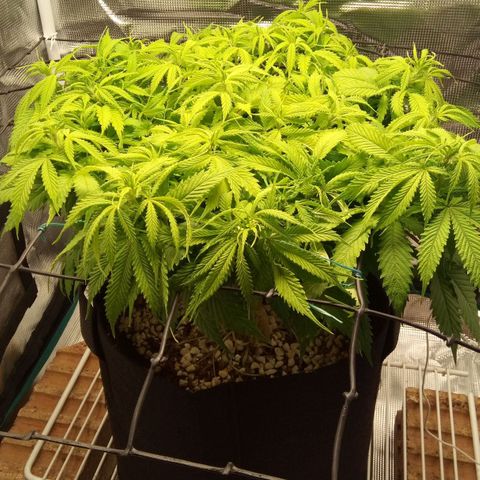 Kripple Roulette growlog timeline photo