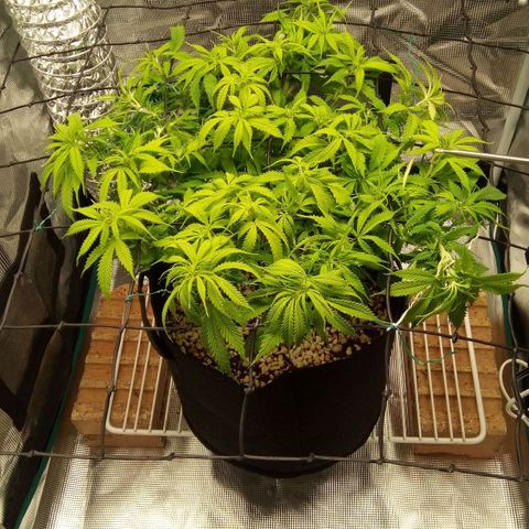 Kripple Roulette growlog photo: Flower Time