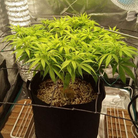 Kripple Roulette growlog photo: Looking better after flush