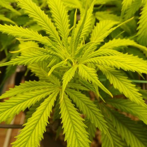 Kripple Roulette growlog photo: Looking better after flush