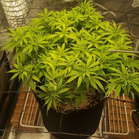 Kripple Roulette growlog photo: Colour has come back after flush 👍