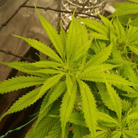 Kripple Roulette growlog timeline photo