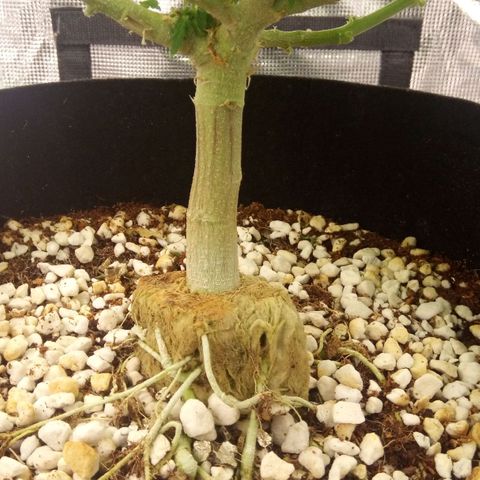 Kripple Roulette growlog timeline photo