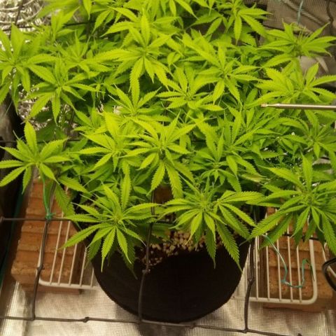 Kripple Roulette growlog photo: 🤞