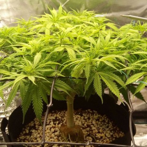 Kripple Roulette growlog photo: 🤞