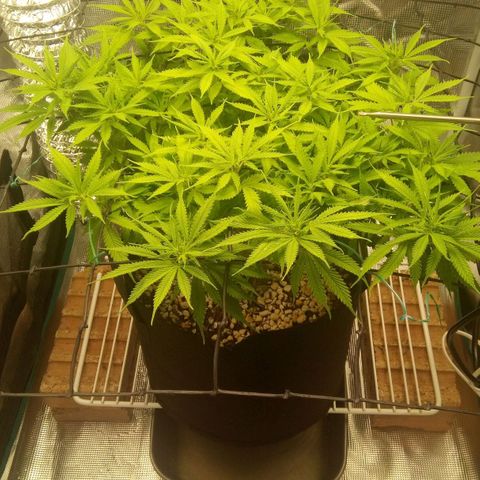 Kripple Roulette growlog timeline photo
