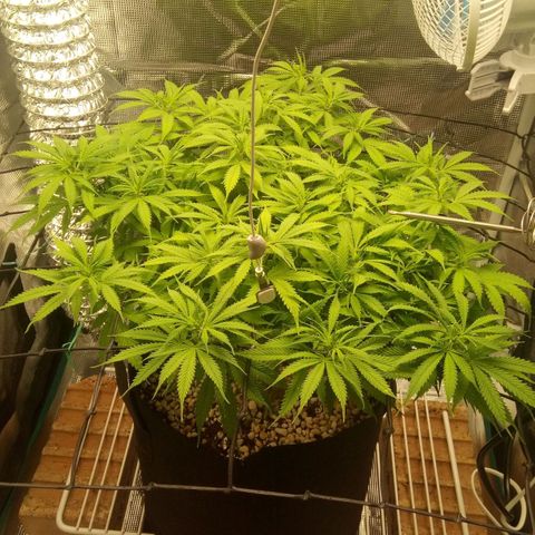Kripple Roulette growlog photo: First signs of flower