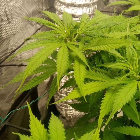Kripple Roulette growlog photo: First signs of flower