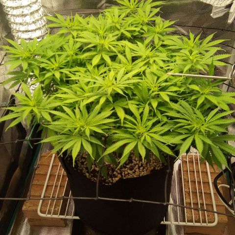 Kripple Roulette growlog timeline photo