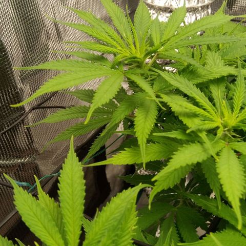 Kripple Roulette growlog timeline photo