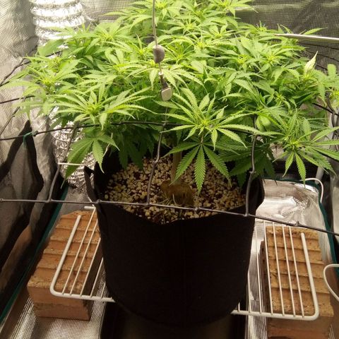 Kripple Roulette growlog timeline photo