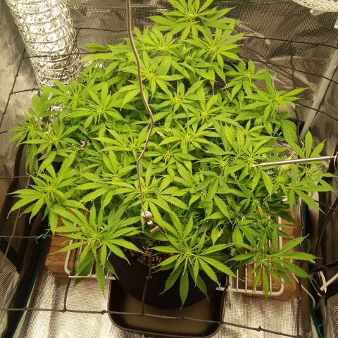 Kripple Roulette growlog timeline photo