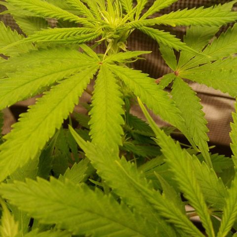 Kripple Roulette growlog timeline photo