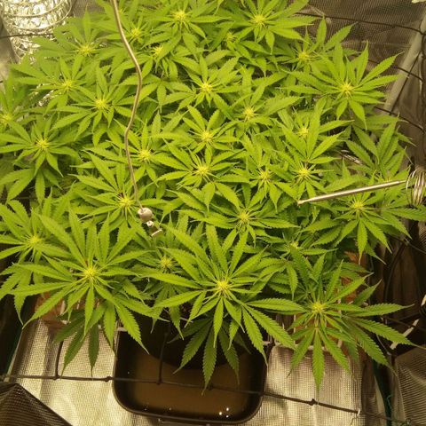 Kripple Roulette growlog timeline photo