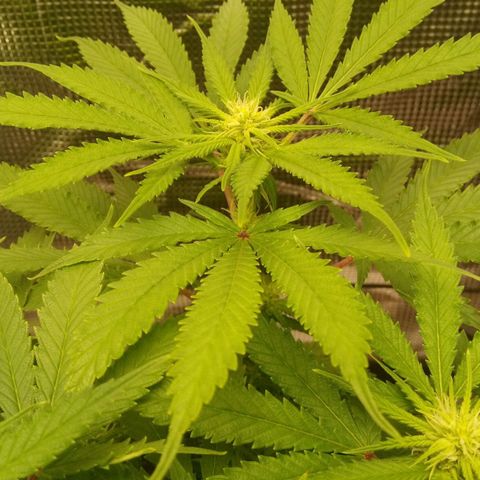 Kripple Roulette growlog timeline photo