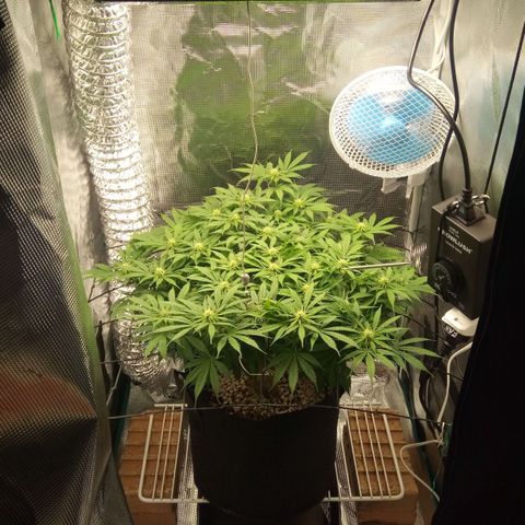 Kripple Roulette growlog timeline photo