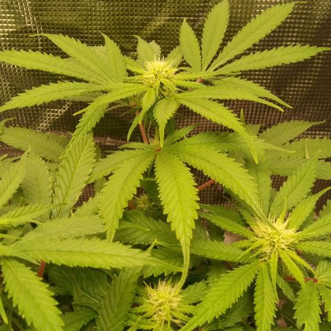 Kripple Roulette growlog timeline photo