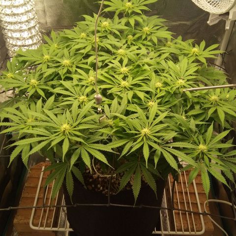 Kripple Roulette growlog timeline photo