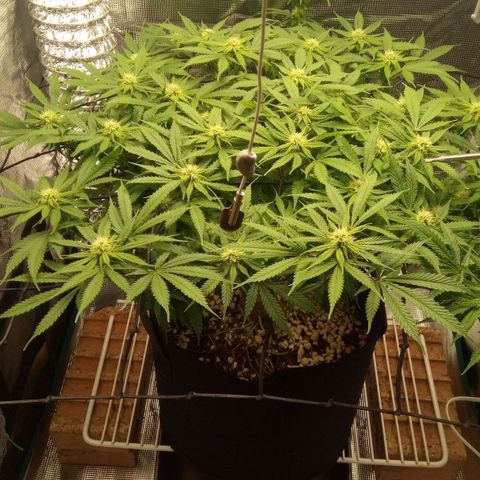 Kripple Roulette growlog timeline photo
