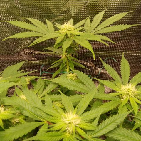 Kripple Roulette growlog timeline photo