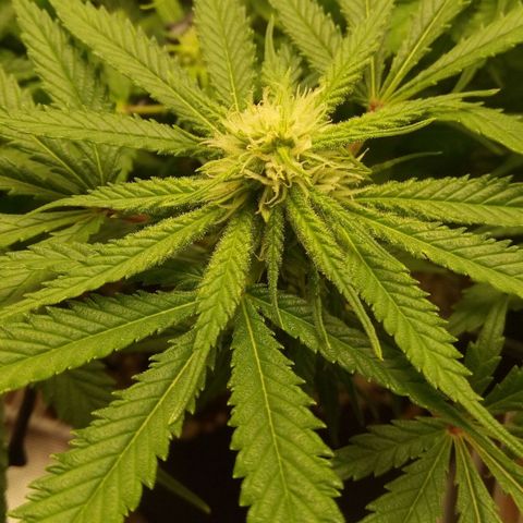 Kripple Roulette growlog timeline photo