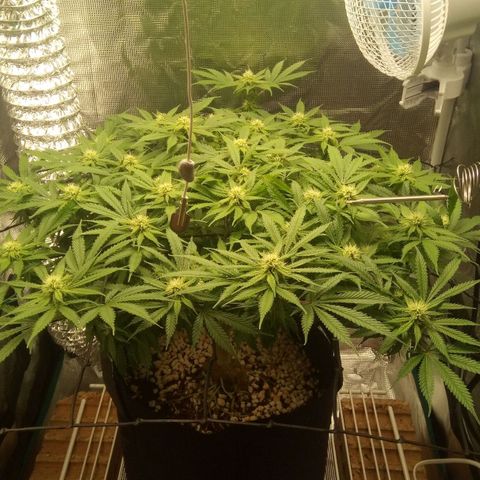 Kripple Roulette growlog photo: 👌👍