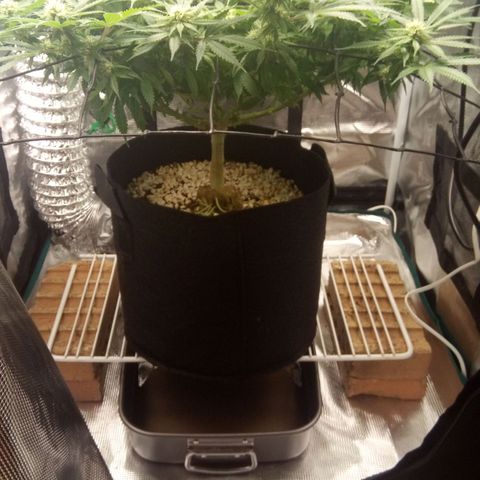 Kripple Roulette growlog photo: 👌👍