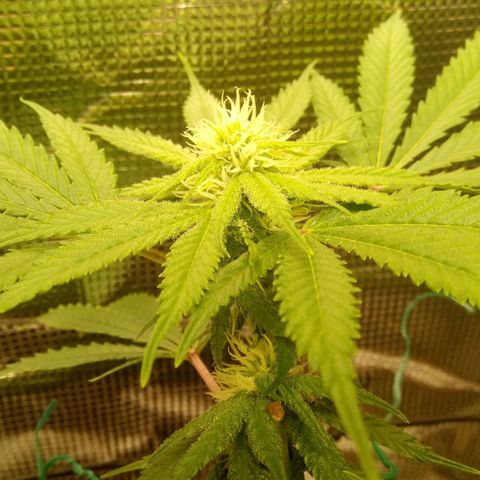 Kripple Roulette growlog photo: 👌👍