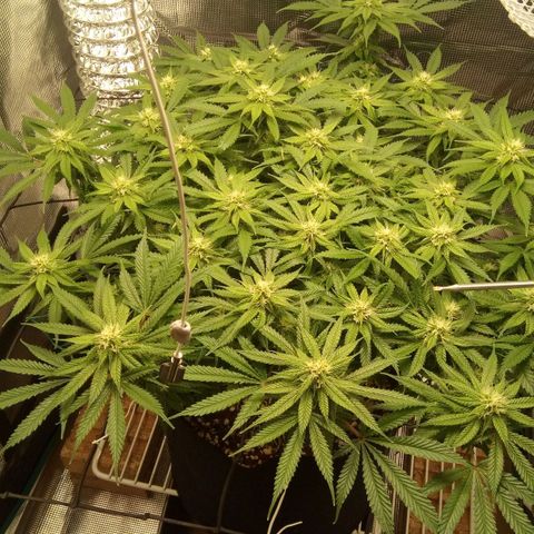 Kripple Roulette growlog timeline photo