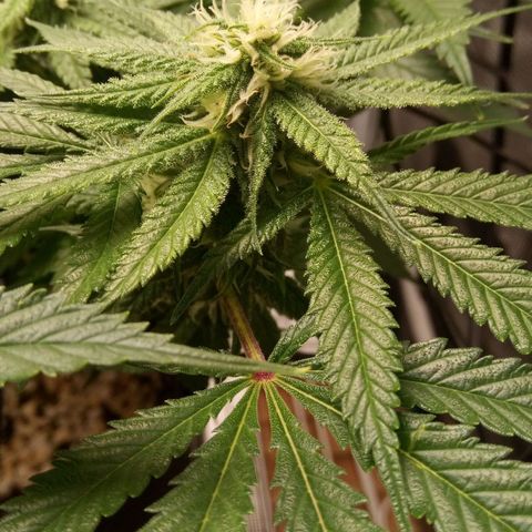 Kripple Roulette growlog timeline photo