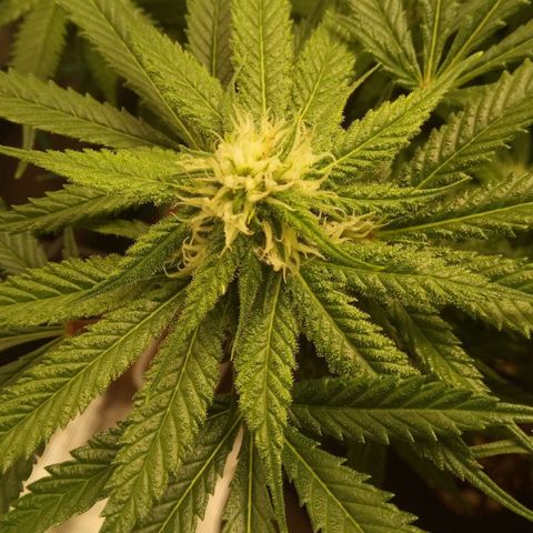 Kripple Roulette growlog timeline photo