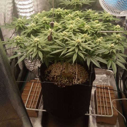 Kripple Roulette growlog timeline photo