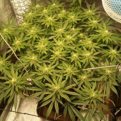 Kripple Roulette growlog timeline photo