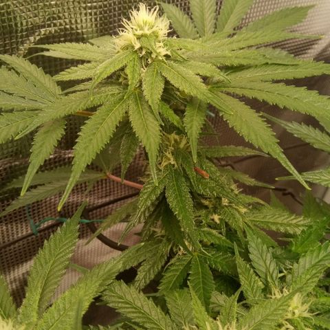 Kripple Roulette growlog timeline photo