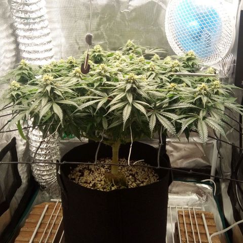 Kripple Roulette growlog timeline photo