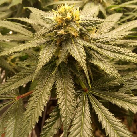 Kripple Roulette growlog timeline photo