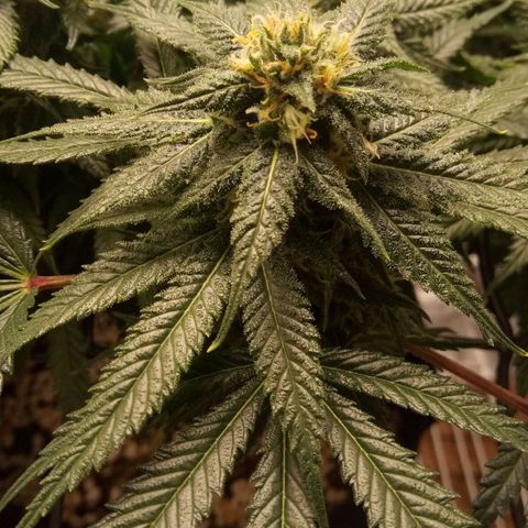 Kripple Roulette growlog timeline photo