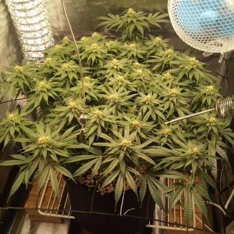 Kripple Roulette growlog timeline photo
