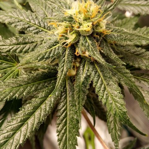 Kripple Roulette growlog timeline photo