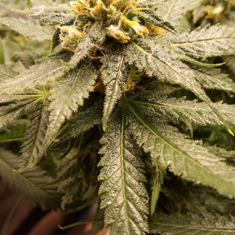 Kripple Roulette growlog timeline photo