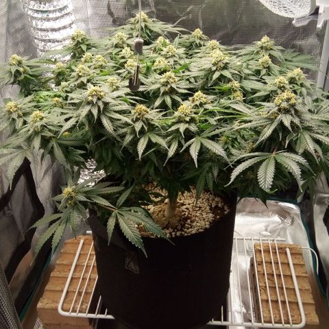 Kripple Roulette growlog timeline photo