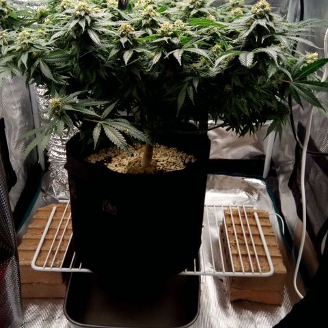 Kripple Roulette growlog timeline photo