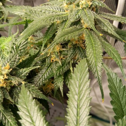 Kripple Roulette growlog timeline photo