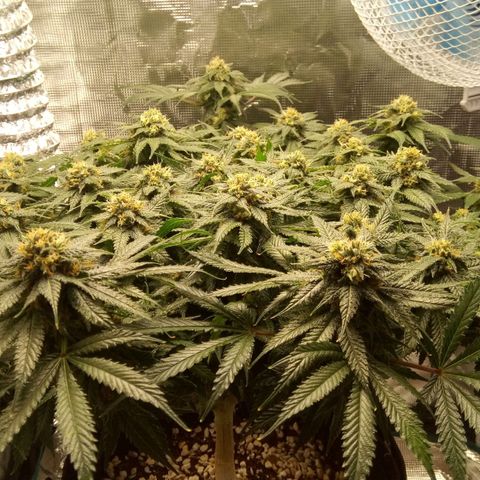 Kripple Roulette growlog timeline photo